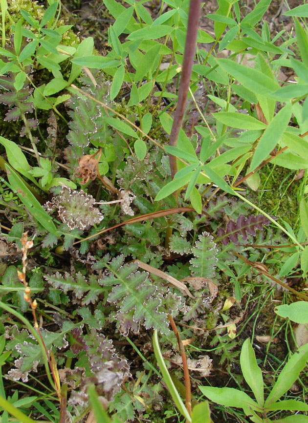 Изображение особи Pedicularis sceptrum-carolinum.