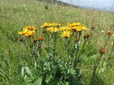 Senecio pancicii