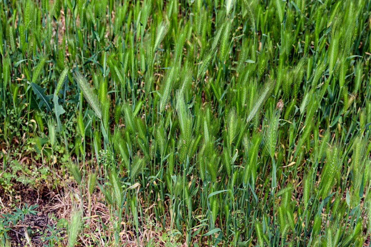 Image of Hordeum leporinum specimen.