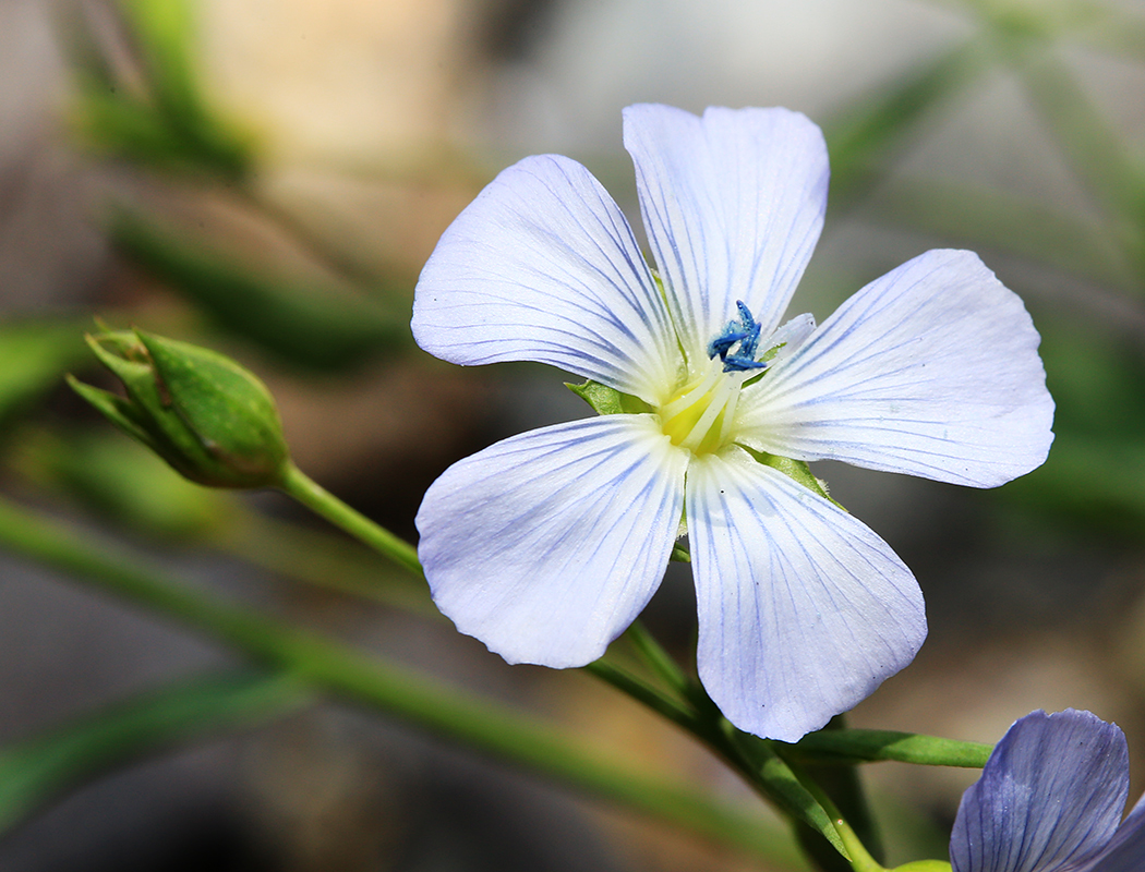 Изображение особи Linum usitatissimum.