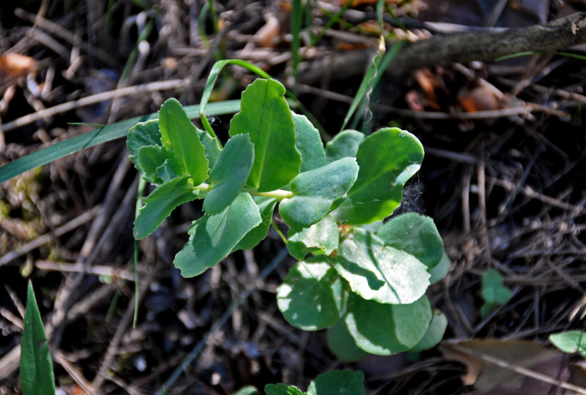 Image of genus Hylotelephium specimen.