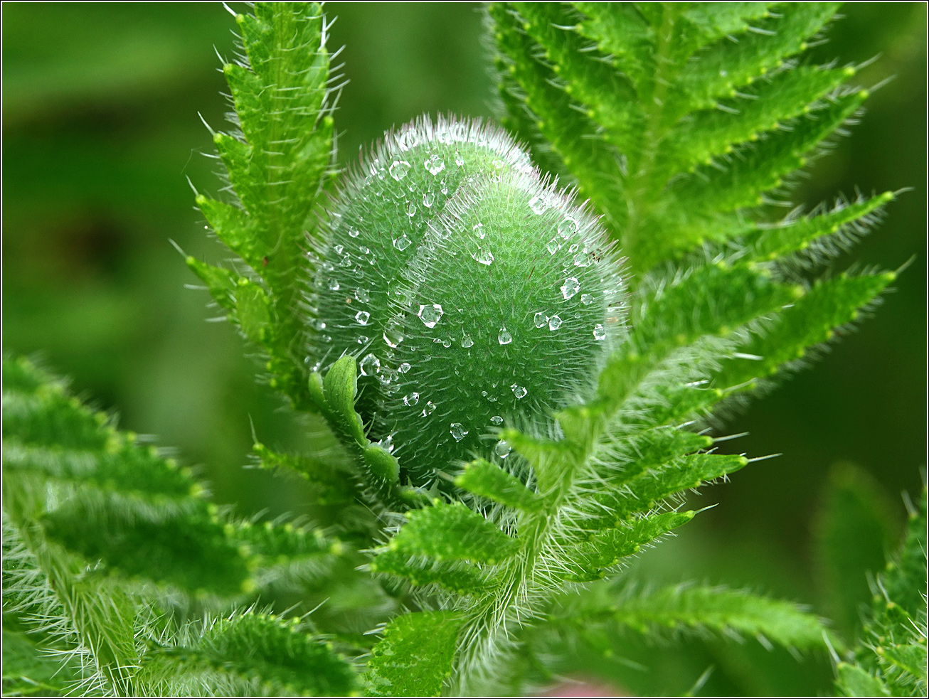 Image of Papaver setiferum specimen.