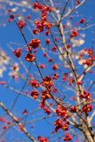 Euonymus europaeus