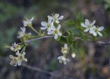 Cerasus fruticosa. Верхушка цветущей веточки. Пермский край, Кунгурский р-н, правый берег р. Сылва, ур. Камень Ермак, берёзово-сосновый лес, опушка. 04.06.2022.