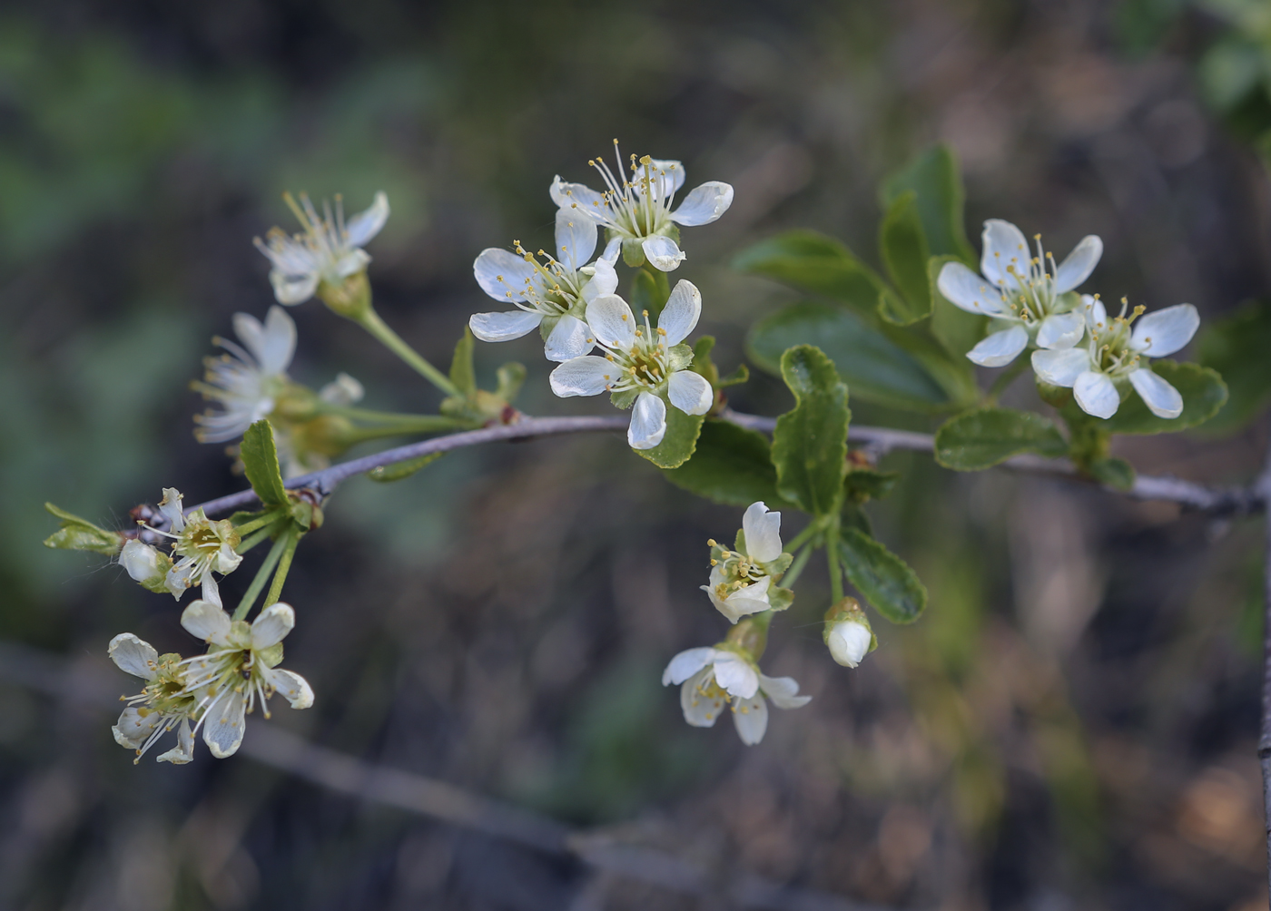 Image of Cerasus fruticosa specimen.