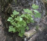 genus Ribes. Плодоносящее растение. Пермский край, Кунгурский р-н, правый берег р. Сылва, ур. Камень Ермак, вершина скального обнажения. 04.06.2020.