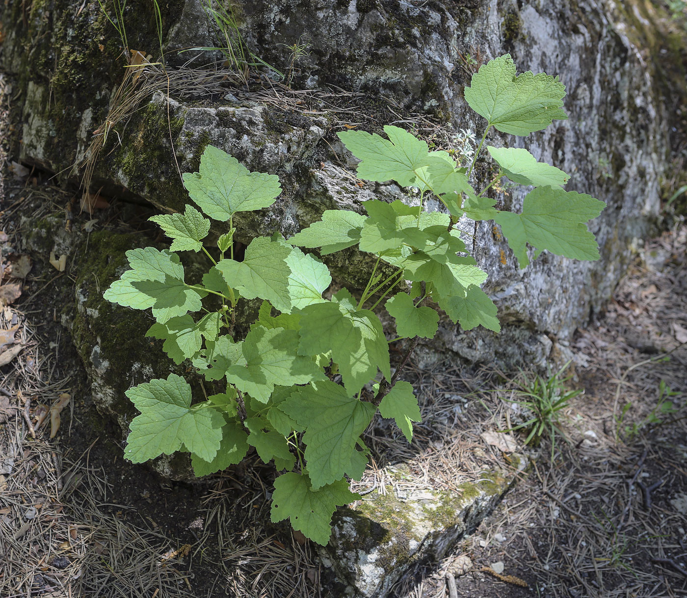 Изображение особи род Ribes.