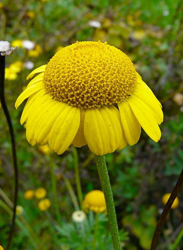 Image of genus Anthemis specimen.