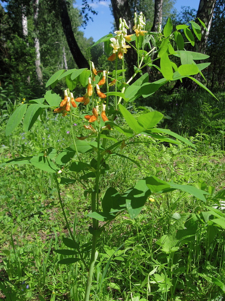 Image of Lathyrus gmelinii specimen.