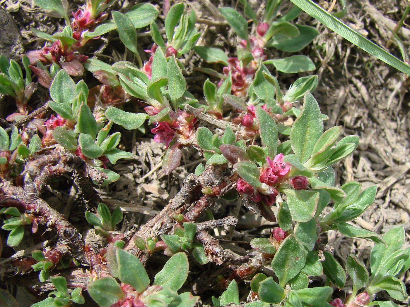 Изображение особи Polygonum biaristatum.