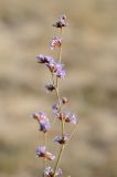 Limonium suffruticosum. Верхушка побега с соцветиями. Казахстан, Алмаатинская обл., ГНПП \"Алтын-Эмель\", возле кордона Мынбулак, солончак. 16.09.2022.