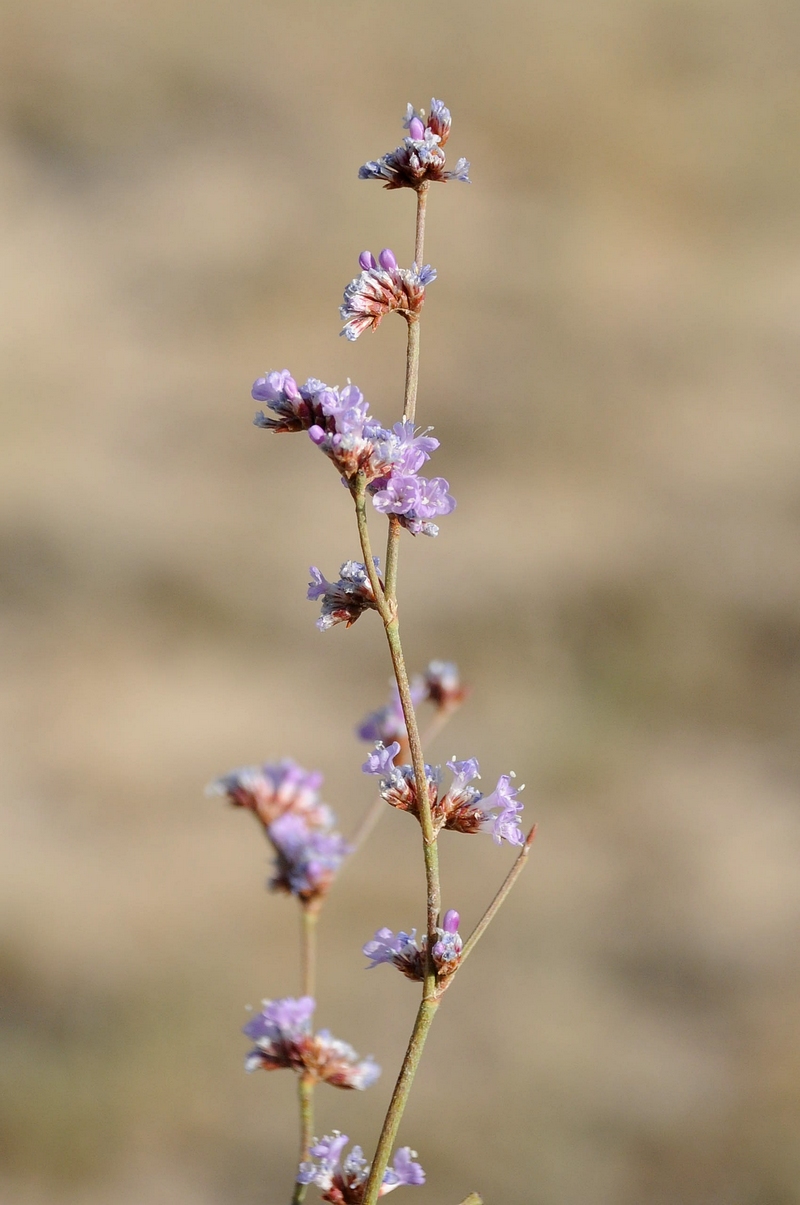 Изображение особи Limonium suffruticosum.