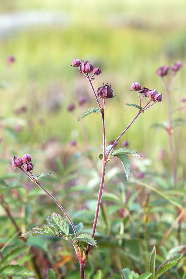 Image of Comarum palustre specimen.