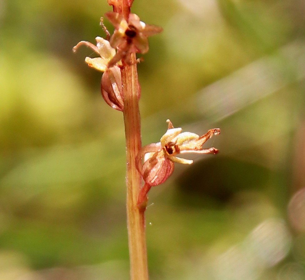 Image of Listera cordata specimen.