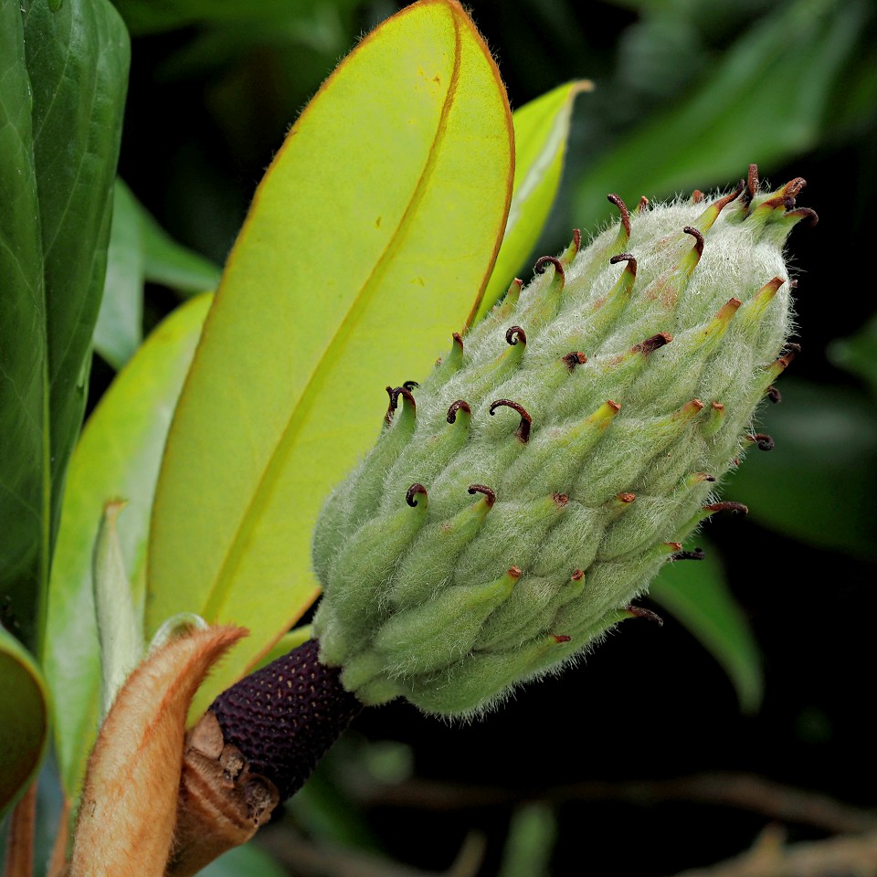 Image of Magnolia grandiflora specimen.