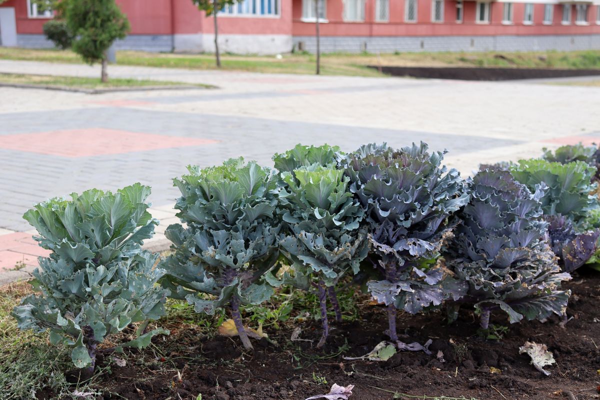 Изображение особи Brassica oleracea var. viridis.