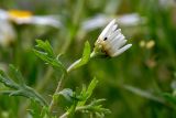 Anthemis palaestina