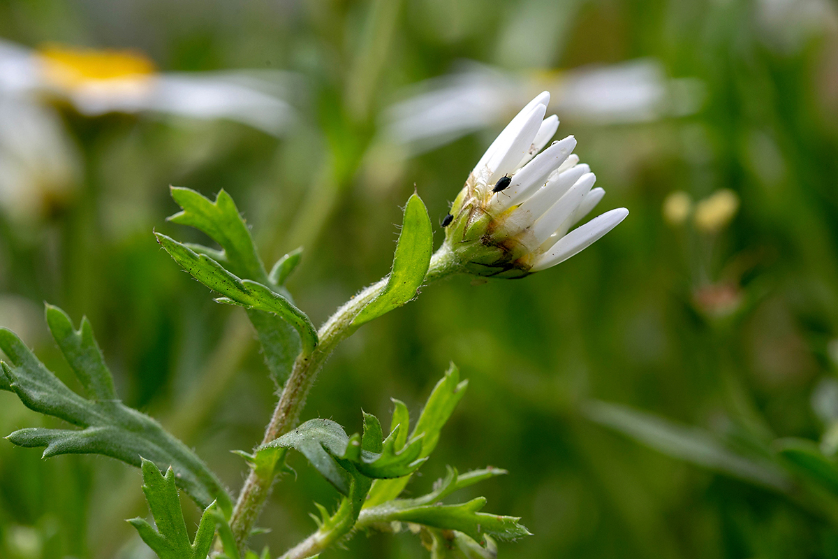 Изображение особи Anthemis palaestina.