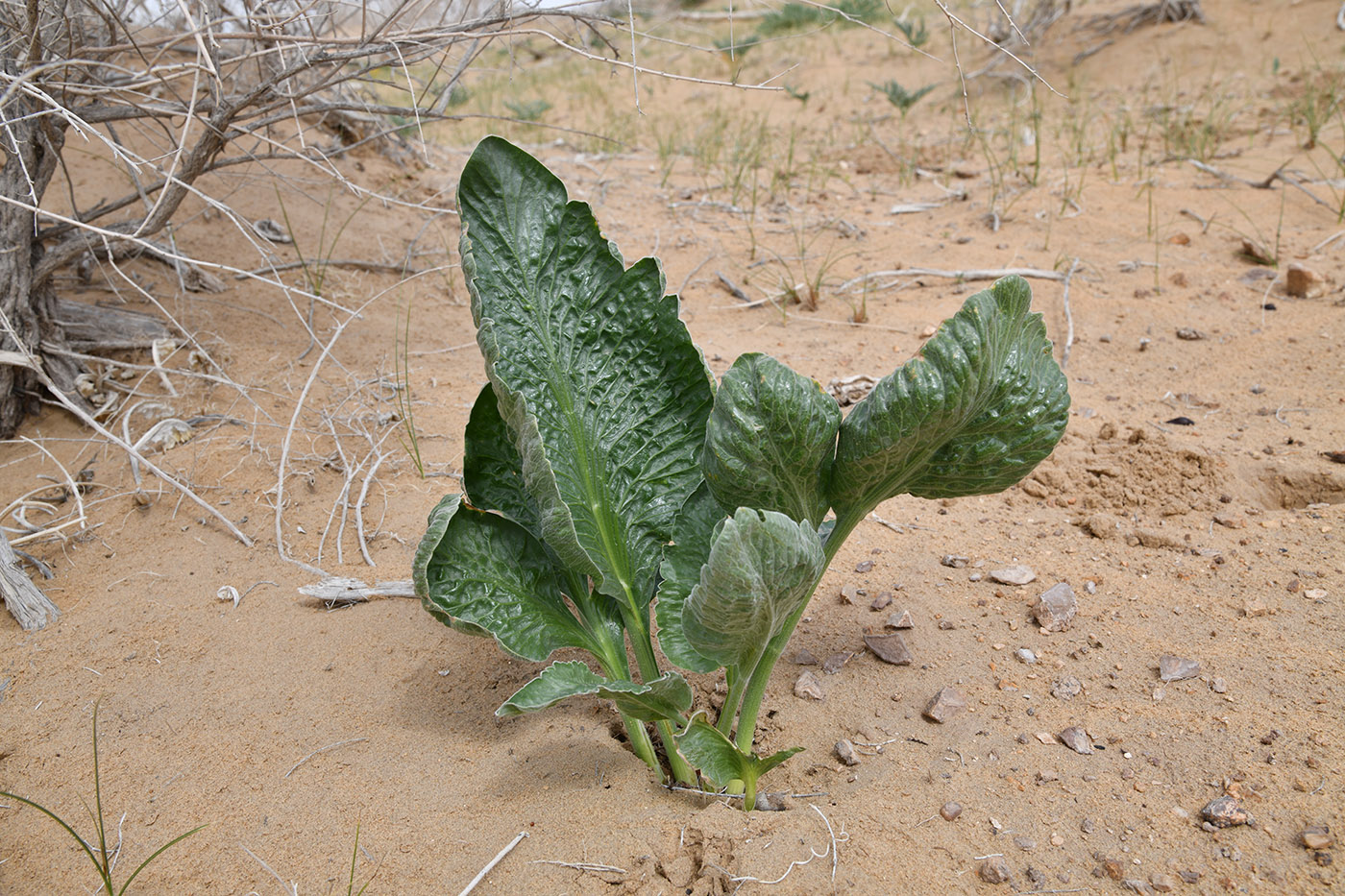 Image of Ferula foetida specimen.
