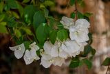 Bougainvillea glabra. Верхушка ветви с соцветием. Египет, мухафаза Кена, г. Луксор, Карнакский храмовый комплекс, в культуре. 06.05.2023.