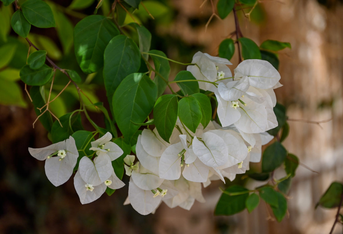 Image of Bougainvillea glabra specimen.