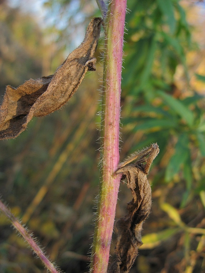 Image of Arabis pendula specimen.