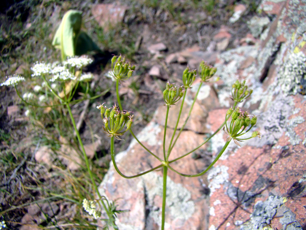 Image of Krasnovia longiloba specimen.