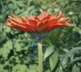 Gerbera jamesonii