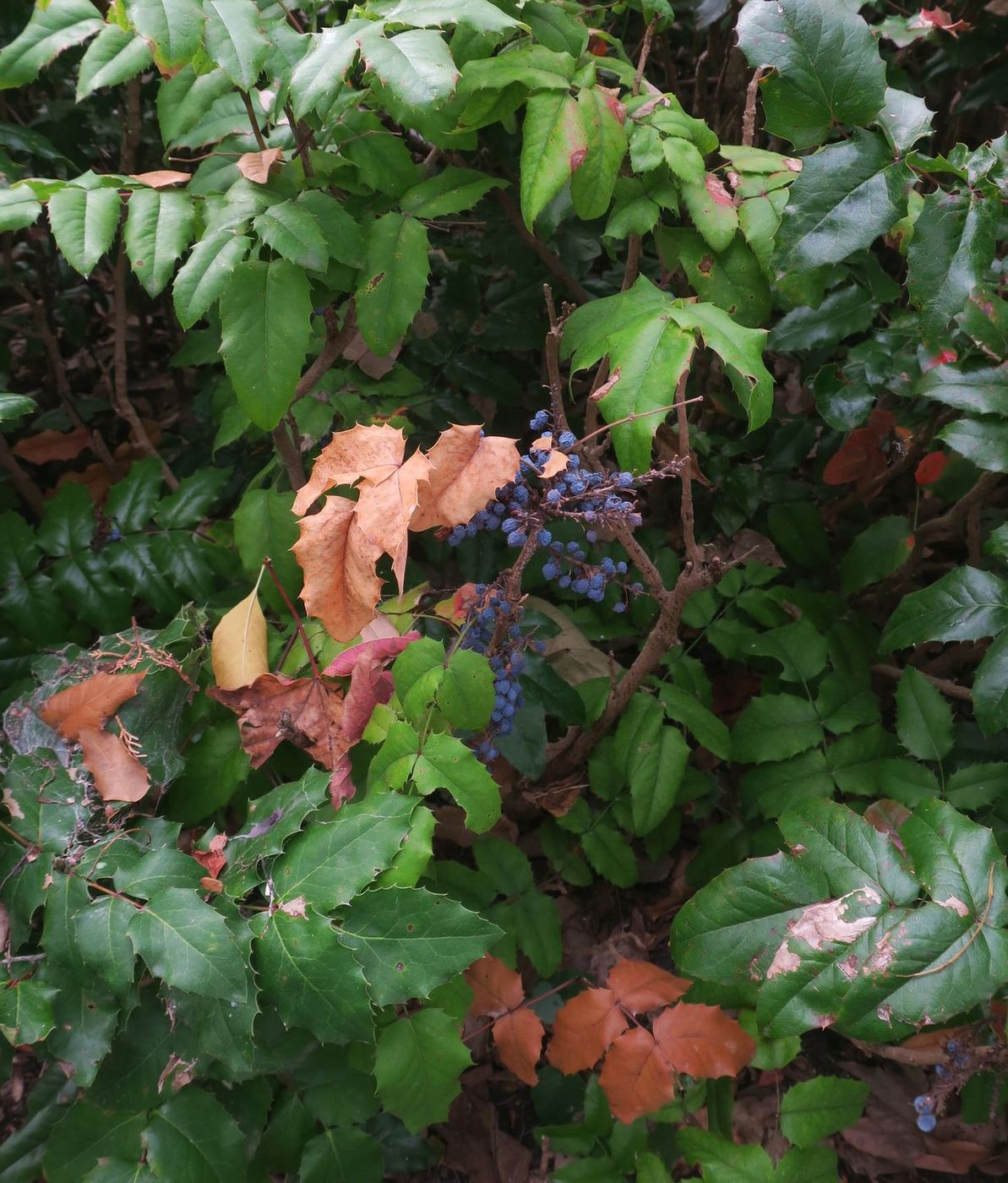 Image of Mahonia aquifolium specimen.
