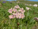 Chaerophyllum roseum. Соцветие. Адыгея, Кавказский биосферный заповедник, северо-восточный склон горы Блям, ≈ 2300 м н.у.м., субальпийский луг. 24.07.2017.