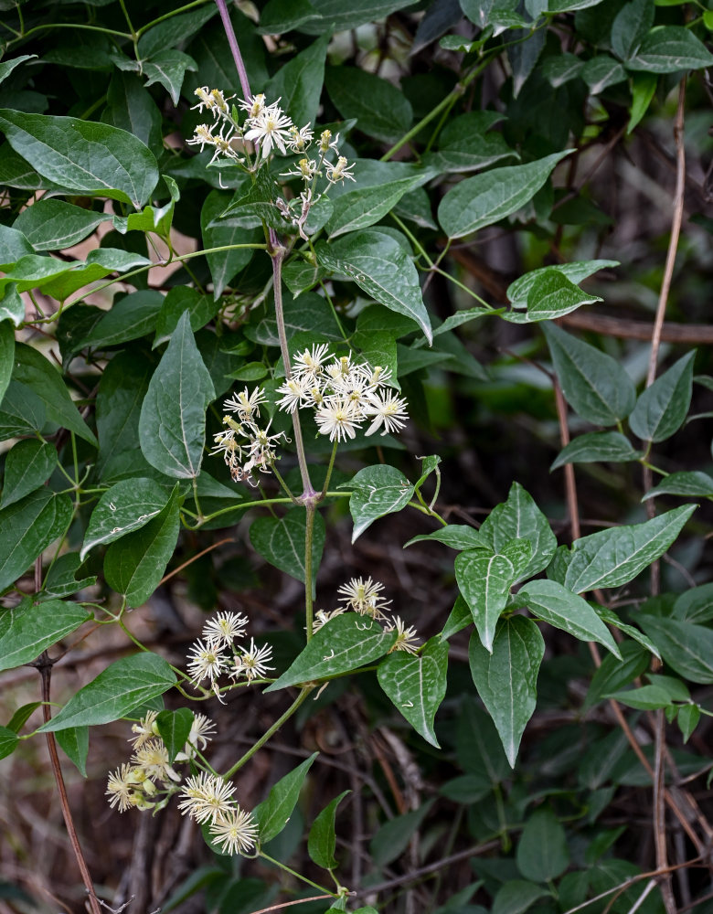 Image of Clematis vitalba specimen.