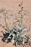 Matthiola tatarica