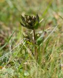 Gentianella biebersteinii. Верхушка расцветающего растения. Карачаево-Черкесия, Урупский р-н, хр. Загедан, склон горы Шхуанта, ≈ 2400 м н.у.м., альпийский луг. 10.08.2023.