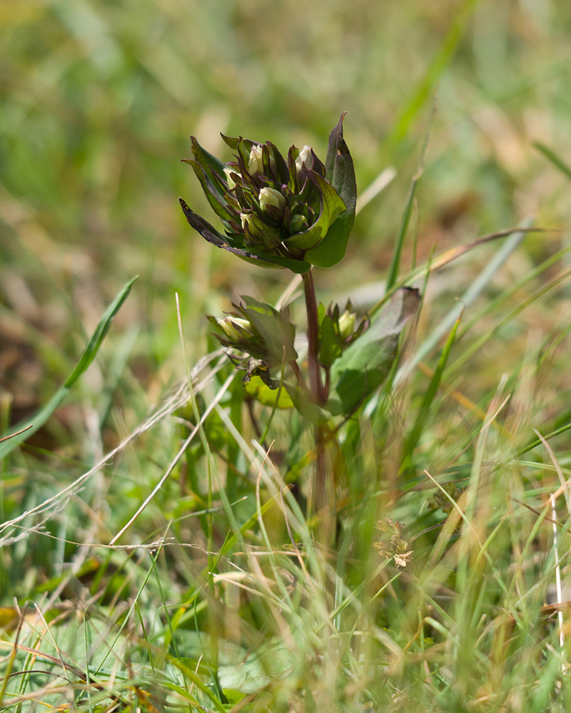 Image of Gentianella biebersteinii specimen.