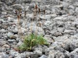 Papaver tolmachevii