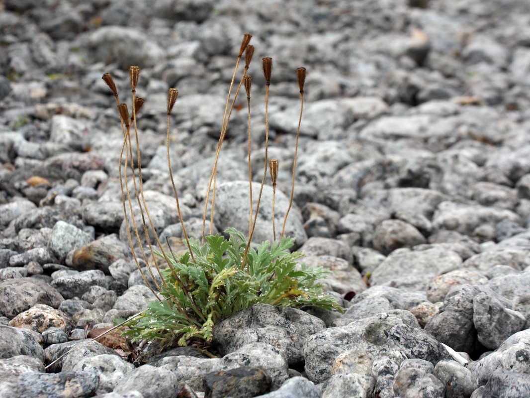 Изображение особи Papaver tolmachevii.