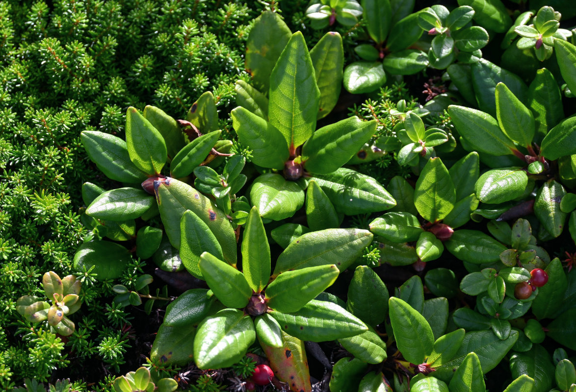 Image of Rhododendron aureum specimen.