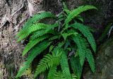 Blechnum spicant