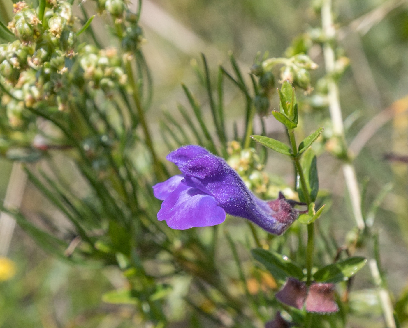 Image of Scutellaria scordiifolia specimen.
