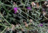 Centaurea caspia