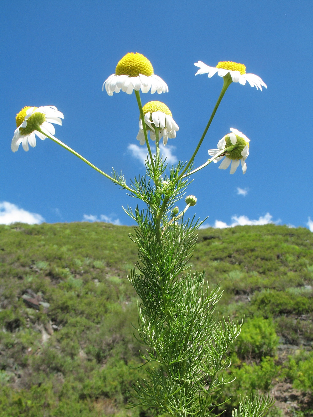 Изображение особи Tripleurospermum inodorum.