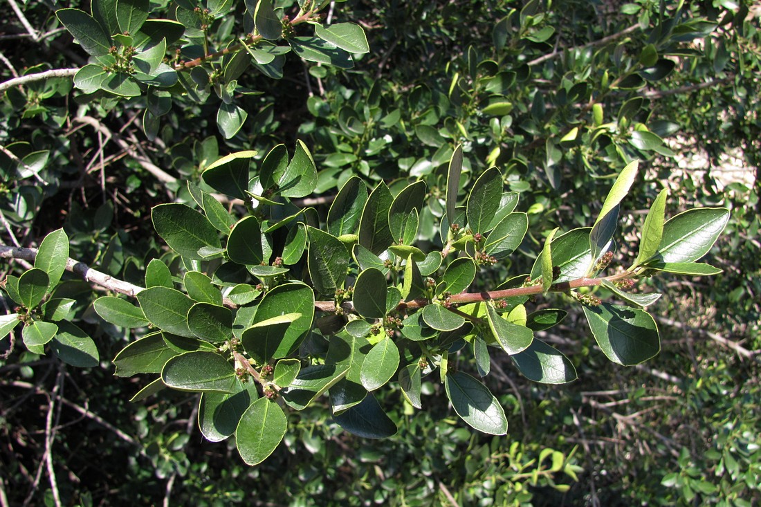 Какие вечно зеленые. Вечнозелёные кустарники Крыма. Rhamnus alaternus. Жостер вечнозелёный Крым. Вечнозелёные деревья Крыма.