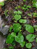Pachyphragma macrophyllum. Отплодоносившие растения. Грузия, Самцхе-Джавахети, окр. г. Боржоми, широколиственный лес, каменистый берег реки. 11.06.2023.
