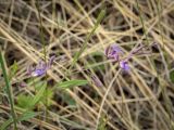 Polygala sibirica. Верхушка цветущего растения. Пермский край, Кунгурский р-н, окр. дер. Дейково, окр. ур. Греховская гора, крутой склон. 04.06.2023.