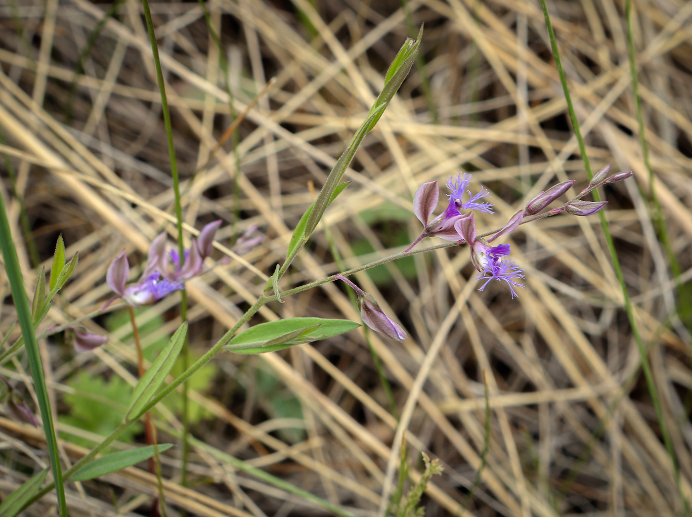 Изображение особи Polygala sibirica.