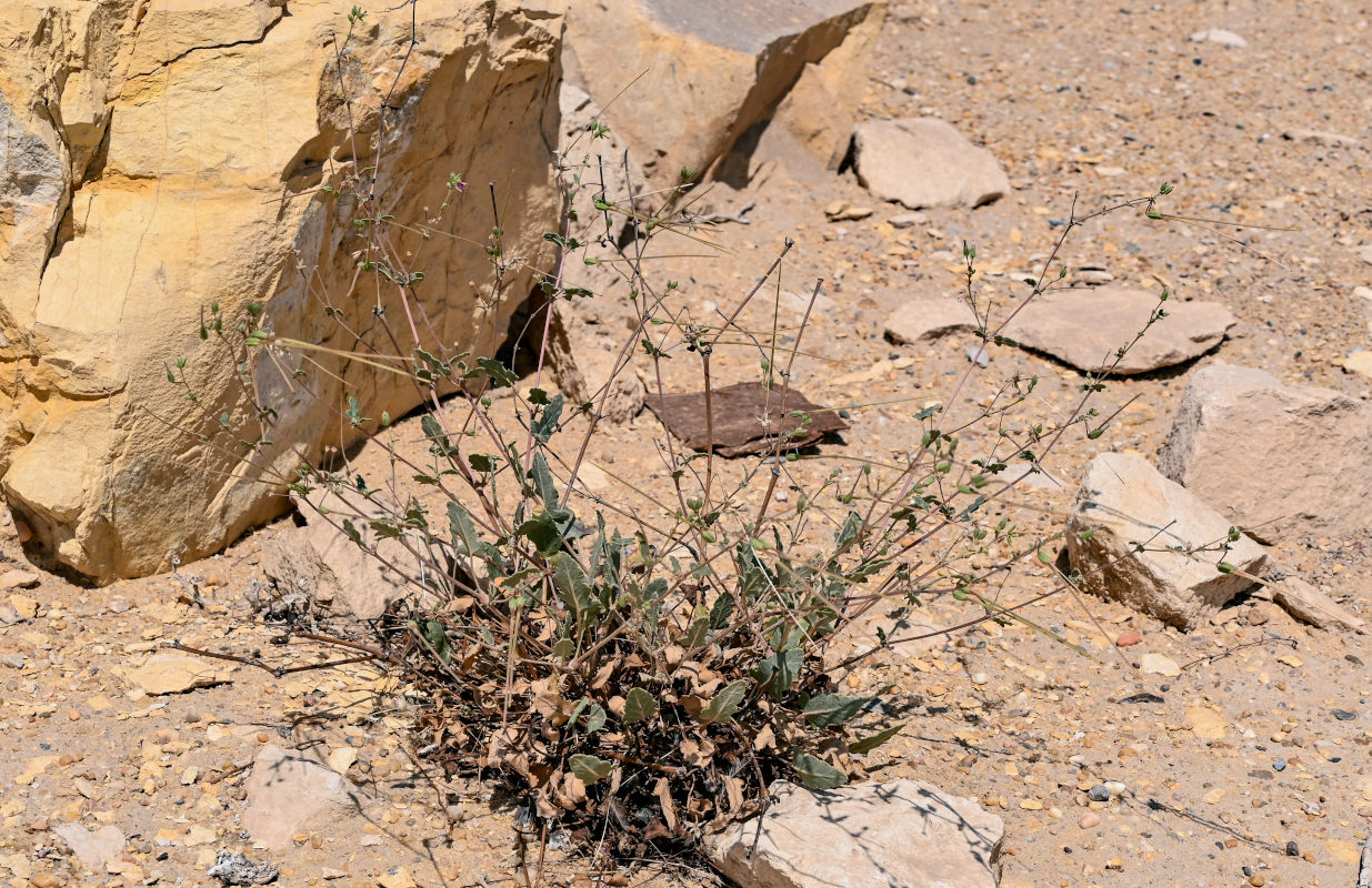 Image of Erodium arborescens specimen.