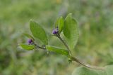 Asperugo procumbens