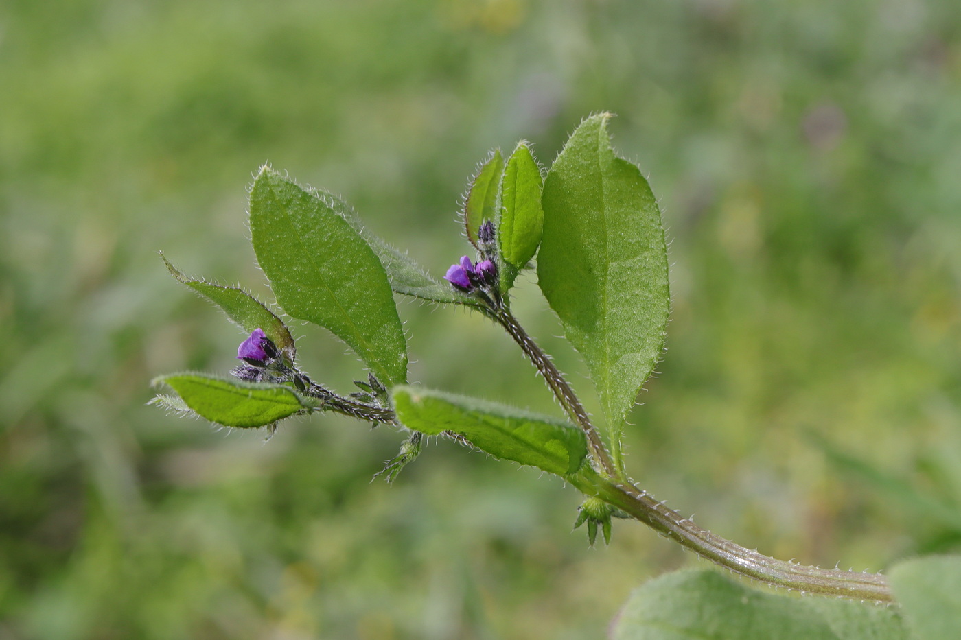 Image of Asperugo procumbens specimen.