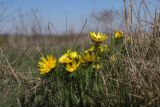 Adonis vernalis