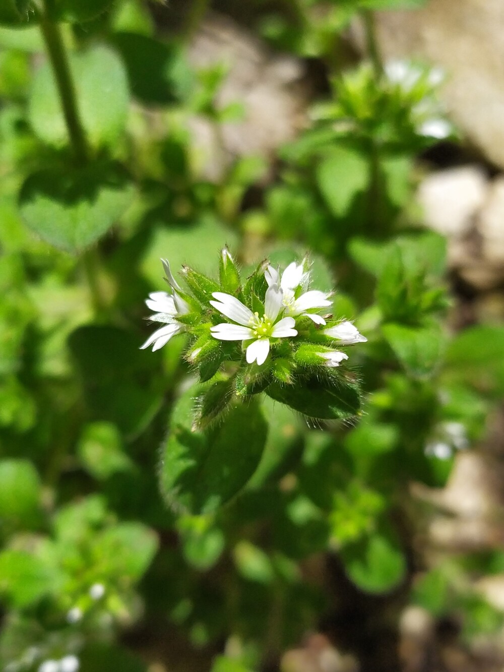 Изображение особи Cerastium glomeratum.